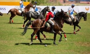 Тошкентда поло бўйича Мустақиллик кубоги бошланди