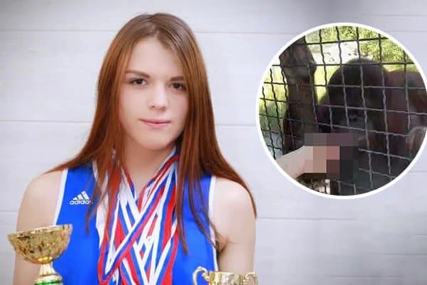 Россиялик боксчи "Қизил китоб"га киритилган орангутанга сигарет бергани учун жиддий танқидга учради!