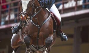 Сборная Узбекистана примет участи в международном турнире CSI5 по конному спорту